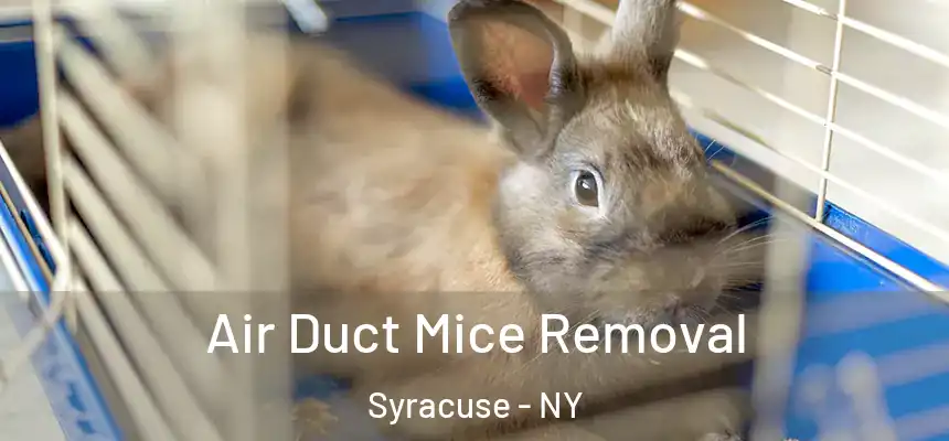  Air Duct Mice Removal Syracuse - NY